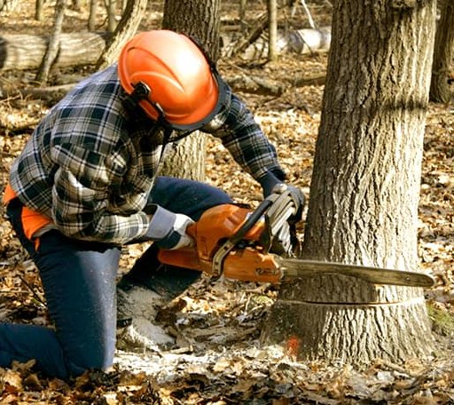 Tree Removal in Nekoma, ND